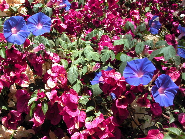 bougainvilla.jpg